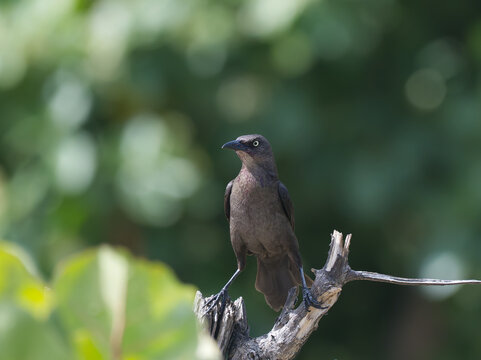 A Carib grackle in the Caribbean