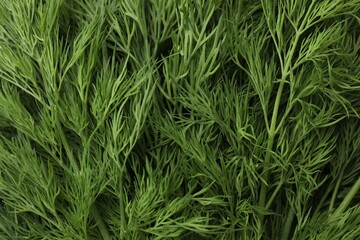 Fototapeta premium Fresh green dill as background, top view