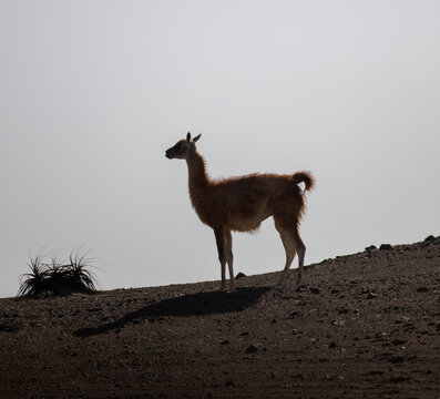 Silhouette of a guanaco in Peru