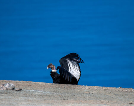 Up close with an Andean condor alongside the coast of Peru