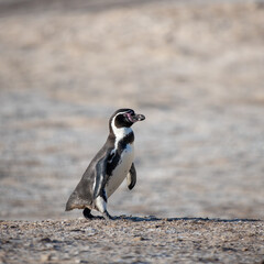 Fototapeta premium Close-up of a Humbolt penguin on Punta San Juan, Peru