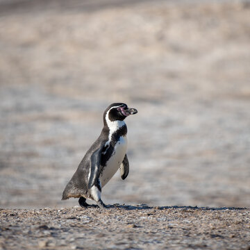 Close-up of a Humbolt penguin on Punta San Juan, Peru