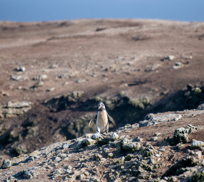 A lone Humboldt penguin in Punta San Juan, Peru