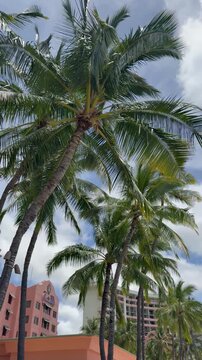 Palm trees blowing in the wind on Waikiki Beach in Honolulu on Oahu Island in Hawaii. 