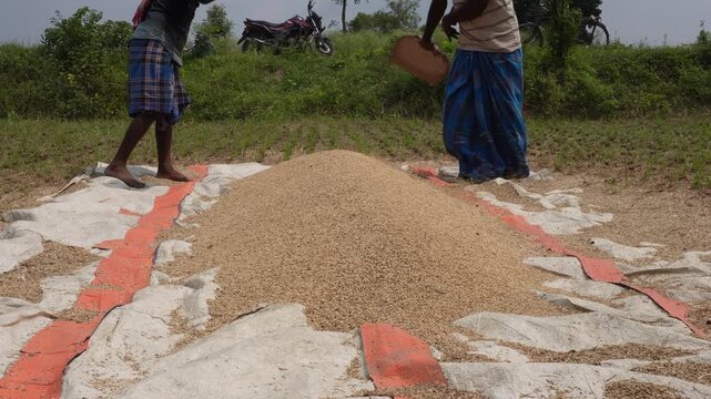 Traditional rice winnowing in rural harvest season