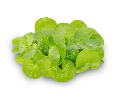 Centella asiatica, Asiatic Pennywort    on  transparent.