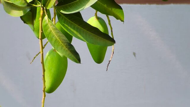 Close up of green raw mangoes hanging from a tree branch with lush green leaves in a tropical garden