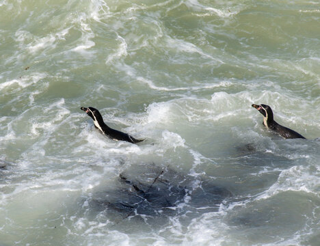 Two Humboldt penguins navigate the wild waters of the Pacific