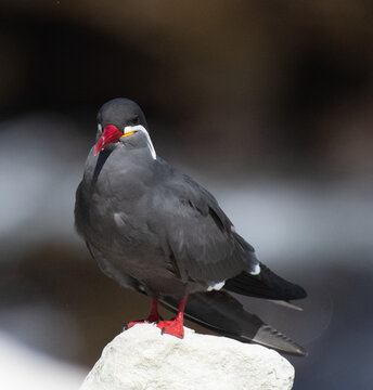Close-up of the Inca tern in Peru