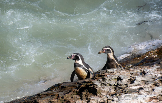 A pair of Humboldt penguins preparing to dive into the Pacific Ocean in Peru