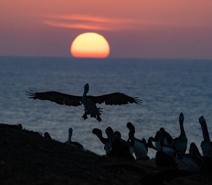 Sunset over the Pacific: Peruvian pelicans coming home to nest for the night