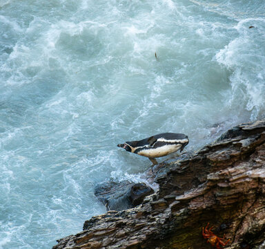 A Humboldt penguin diving into the Atlantic Ocean