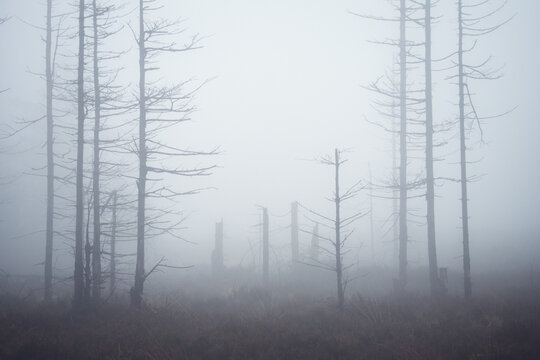 Minimal foggy forest in Brdy