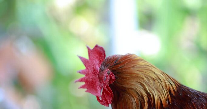 Rooster, Colorful rooster with bright red comb and glossy feathers against a blurred natural background, Bantam chicken, close-up