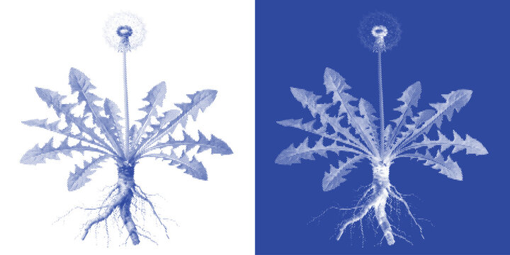 Nautilus Shell Cyanotype Photogram Marine Vector Indigo Spiral Coastal Wall Art