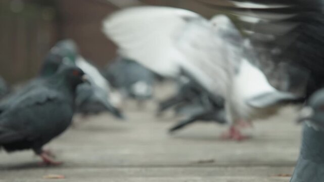 Pigeon flock feeding crowded plaza, frantic foraging and scramble for crumbs, occasional crow interloper and territorial pecking, close low perspectives show dense group dynamics, gritty pavement
