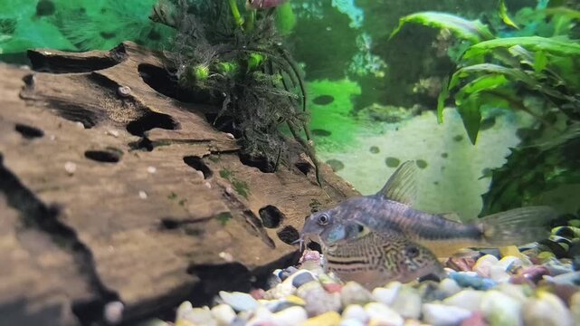 Colorful fish swim in a bright aquarium with lush green plants	
