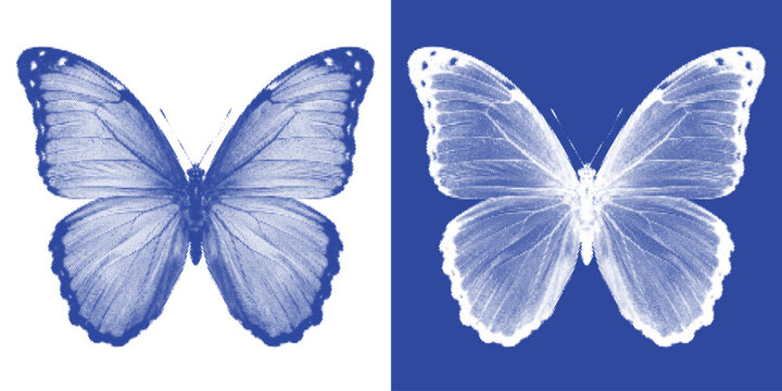 Butterfly Spread Wings Cyanotype Photogram Vector Indigo Symmetrical Specimen Wall Art
