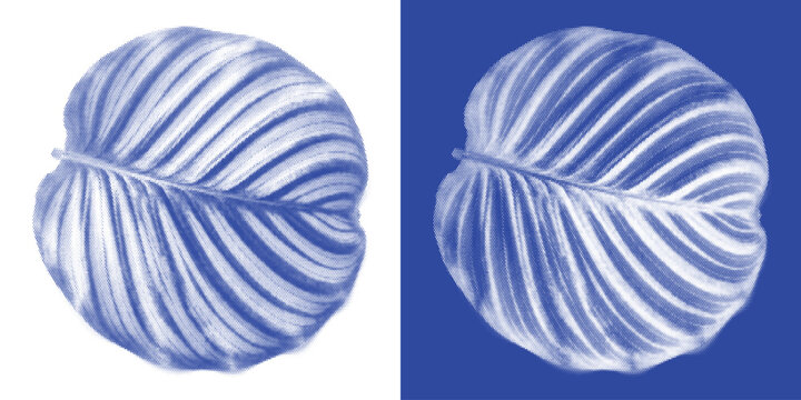Conch Shell Cyanotype Sun Print Marine Vector Prussian Blue Spiral Coastal Wall Art