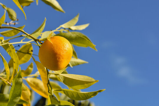 Ripe orange on tree branch against blue sky with copyspace
