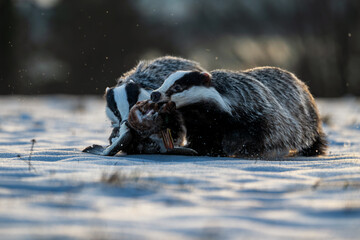 Two European badgers fighting over prey in a snowy field. Dramatic wildlife photography showing animal behavior and competition in winter landscape during golden hour. © Rudolf