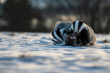 Two European badgers fighting over prey in a snowy field. Dramatic wildlife photography showing animal behavior and competition in winter landscape during golden hour. © Rudolf