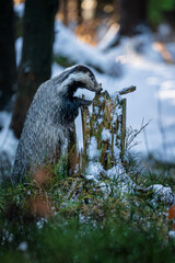 European badger leaning on a snowy stump in a winter woodland. Wild animal in natural environment with snow and trees. © Rudolf