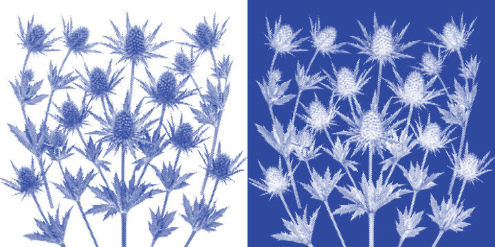 Armored Beetle Cyanotype Photogram Insect Vector Indigo Scientific Specimen Entomology Wall Art
