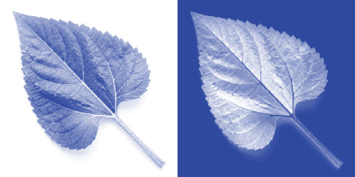Textured Leaf Cyanotype Photogram Botanical Vector Indigo Veined Layered Detailed Wall Art