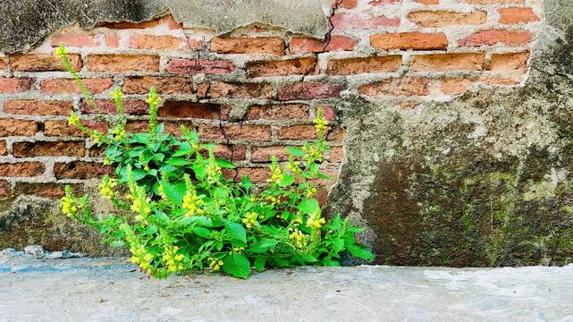 Wild green plants with small yellow flowers grow beside an aged brick wall, blending natural life with weathered urban textures in a quiet outdoor scene filled with rustic character.