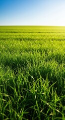 Obraz premium Expansive summer meadow featuring vibrant green grass texture and bright sunshine, creating a tranquil natural backdrop for copy space, green, background, copy space