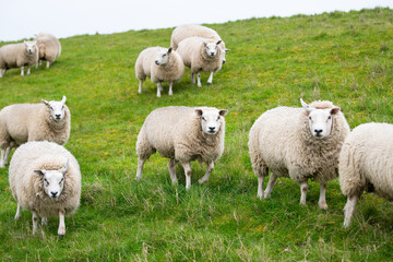Fototapeta premium Sheep flock on a pasture, livestock animal farm, stockbreeding, faming and agriculture in the Netherlands, sheeps on spring meadow 