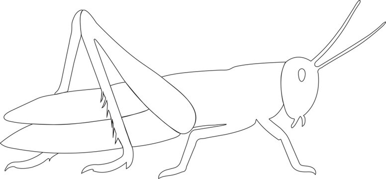 Grasshopper vector line art with no background.
