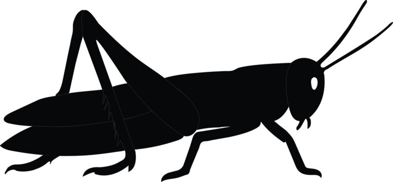 Grasshopper vector silhouette with no background.