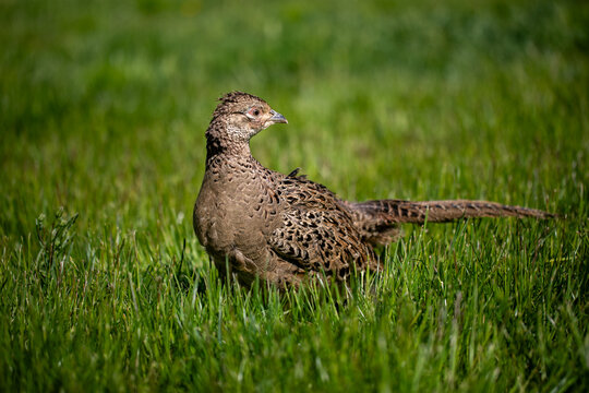 Low angle view of a female ring-necked pheasant camouflaged in long green grass in a natural meadow environment
