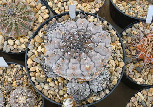Close-up indoor cactus Gymnocalycium esperanzae