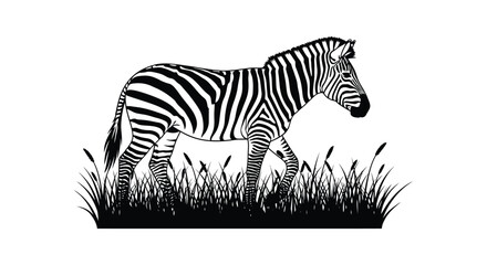 Naklejka premium Zebra standing in tall grass black and white silhouette high quality professional detailed modern elegant stylish