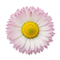 Obraz premium A pink and white daisy flower with a yellow center