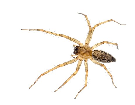 Overhead shot of an arachnid with eight slender legs extending outwards from a central cephalothorax and abdomen, set against a pure white backdrop
