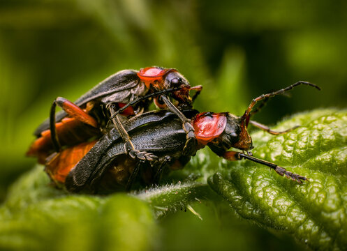 Close-up of two soldier beetles (Cantharis sp.) mating on green leaf, red and black coloring, soft green bokeh background. Wildlife behavior concept.