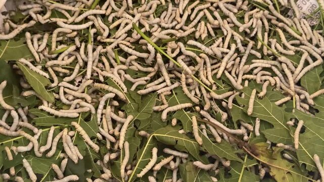 Basket Full of Tiny Alive Silkworms in Mulberry Leaves in Laos