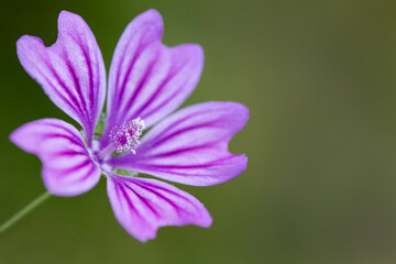 Mallow flower © marco