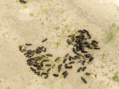 Aerial view of a herd of pigs grazing on dry, cracked earth with sparse green vegetation in Bogura, Rajshahi Division, Bangladesh.