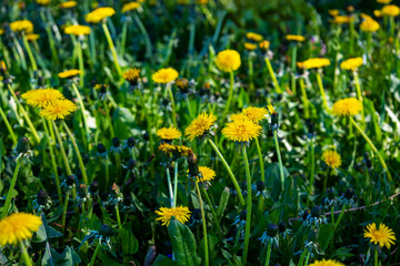 Obraz premium Blooming field of yellow dandelions in green grass on a sunny spring day.