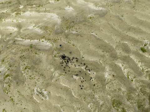 Aerial view of a herd of black goats grazing on a textured sandy riverbed with a shepherd holding an umbrella in Bogura, Rajshahi Division, Bangladesh.