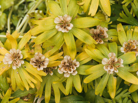 Blick auf eine Gruppe verbl&uuml;hter Winterlinge (Eranthis hyemalis). Die Balgfr&uuml;chte sind ge&ouml;ffnet und geben den Blick auf die reifen Samen frei.