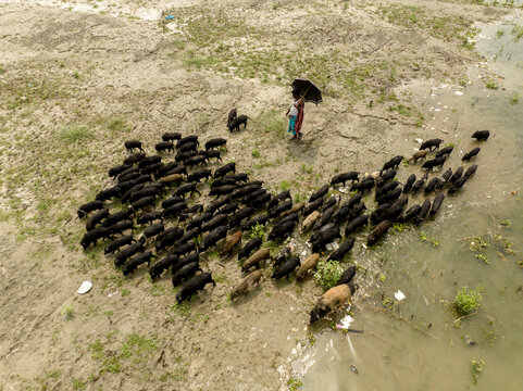 Aerial view of a person with an umbrella herding a large sounder of pigs across a sandy riverbank near shallow water in Bogura, Rajshahi Division, Bangladesh.