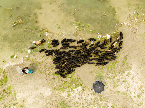 Aerial view of a large herd of black pigs being herded by people with umbrellas along a sandy riverbank in Bogura, Rajshahi Division, Bangladesh.