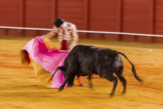 Racing bull with matador, torero or toureiro in traditional clothes, bullfighting, bullring Plaza de Toros de la Real de Maestranza de Caballer&iacute;a de Sevilla, Sevilla, Andalusia, Spain