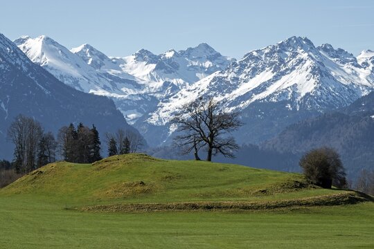 Group of trees, snow-covered mountains of the Allg&auml;u Alps, near Sch&ouml;llang, Oberallg&auml;u, Allg&auml;u, Bavaria, Germany